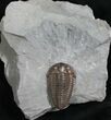 Beautiful Flexicalymene Trilobite From Ohio #8323-2